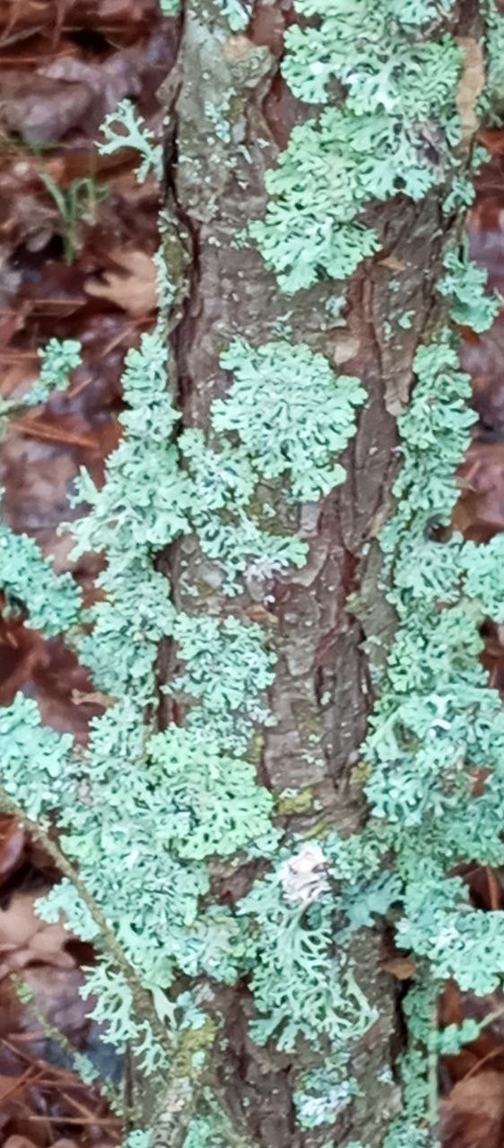 Рослини, які знайшли у Цуманській пущі. Фото: Ківерцівський національний природний парк «Цуманська пуща»