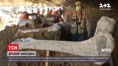 Під час будівництва аеропорту у Мексиці виявили понад 200 скелетів мамонтів