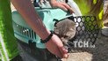 В киевской многоэтажке, поврежденной от атаки РФ, спасли кошку