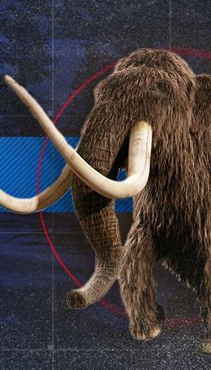 На Буковині знайшли зуб мамонта, якому 300 тисяч років