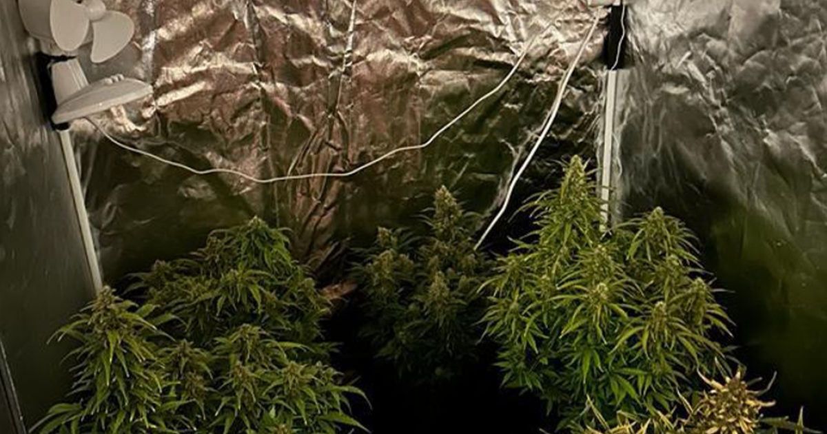 СБУ та Нацполіція знешкодили 5 нарколабораторій, які працювали на торгівців психотропами з Близького Сходу та ЄС