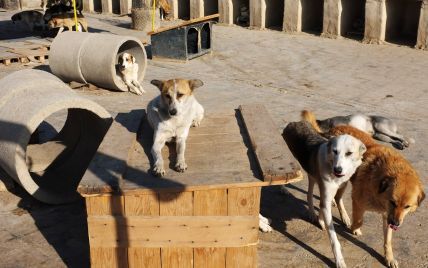 На Черкащине из-за массового отравления собаки бились в конвульсиях на глазах у людей