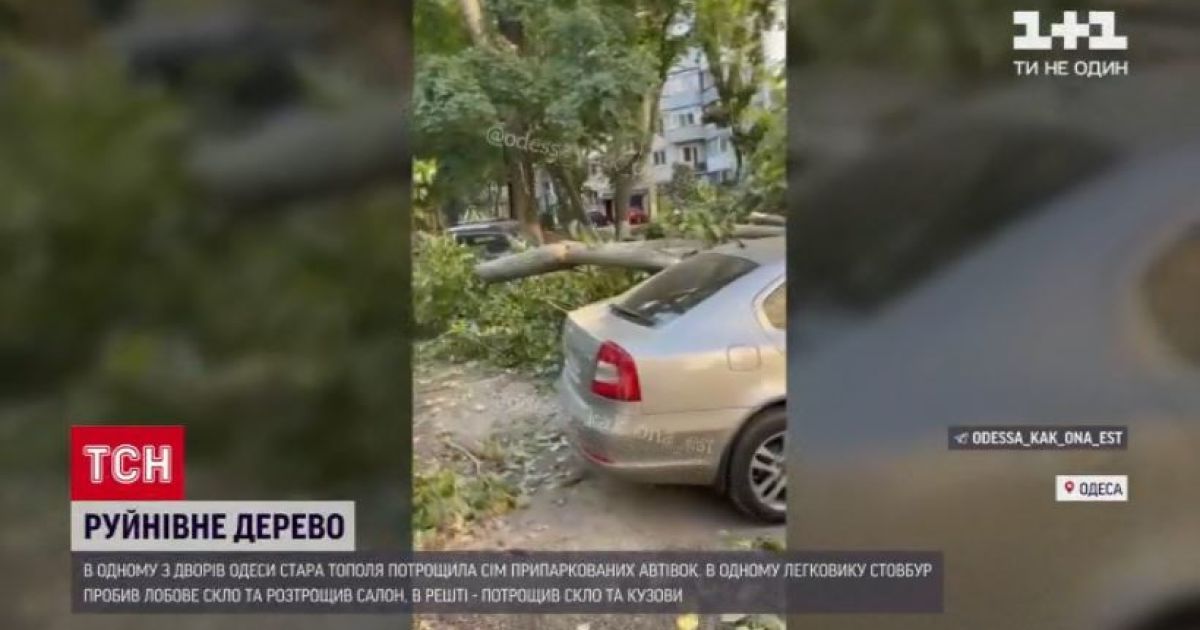 В Одессе дерево раздавило сразу семь припаркованных авто