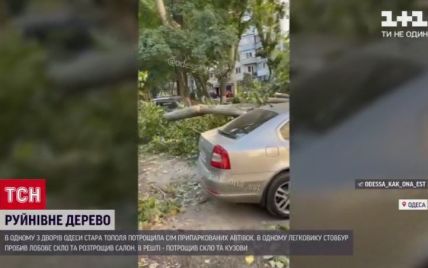 В Одессе дерево раздавило сразу семь припаркованных авто
