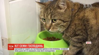 Хвостатий мандрівник: одеський кіт ходить на гостини одразу до кількох господинь