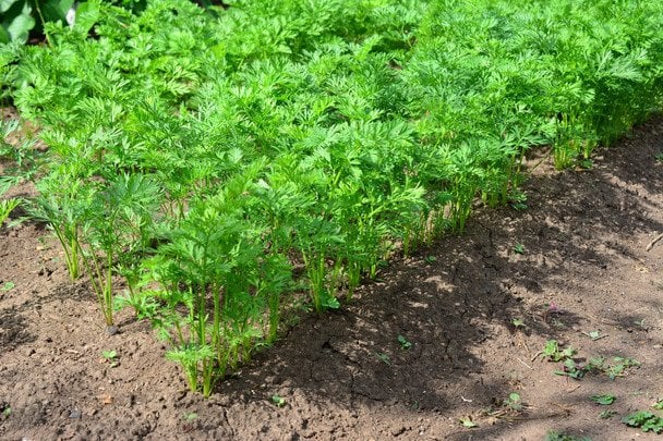 Що додати в ґрунт під час сіяння моркви, щоб виросла великою, рівною та соковитою
