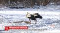 На Ровенщине люди спасают аистов от голода и морозов