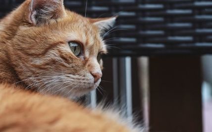 В Одессе замуровали кошек в подвале дома: кто их спас