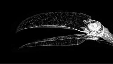 Тукан / © Oregon zoo