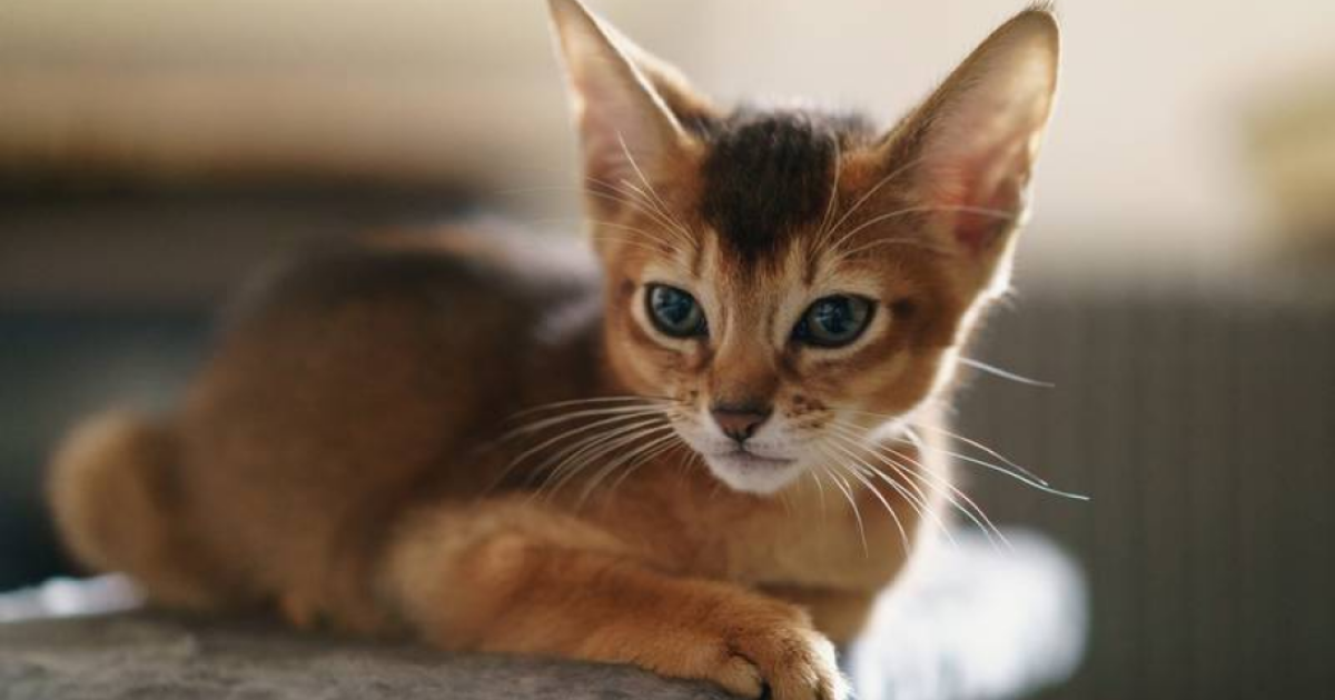 "Донецькі коти їли людей": в Росії розробили "план", як заспокоїти нервову систему окупантів