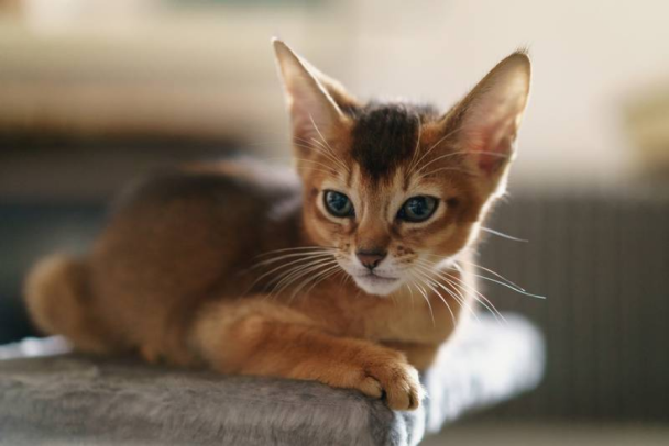 Абисинский кот