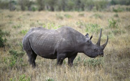 Разъяренный носорог напал на машину с туристами и начал ее таранить