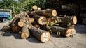 Кілька тижнів тому у Києві на Теремках розпочали вирубку дерев