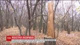 У лісосмузі на околиці Слов'янська розстріляли п'ятьох чоловіків