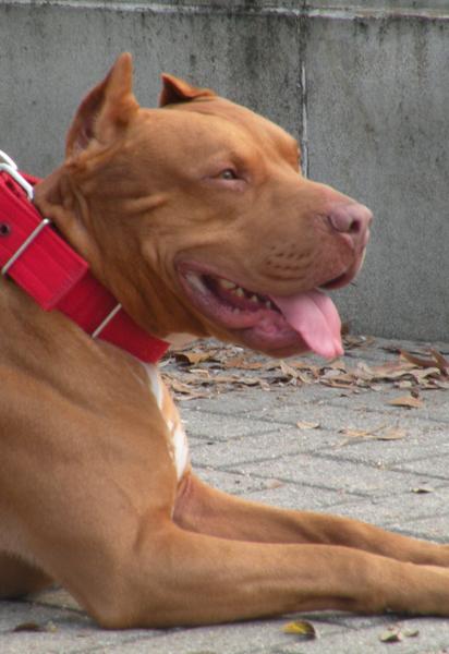 Пітбуль.