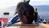 Новини світу: морський біолог з Іспанії дослідив гігантську рибу-сонце