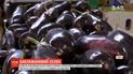 Сколько стоит баклажан в разных регионах Украины