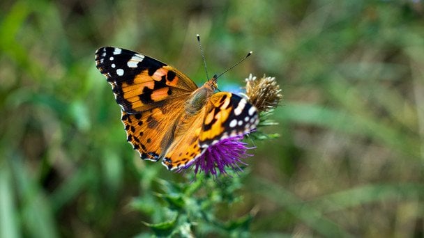 Бабочка №1 / © unsplash.com