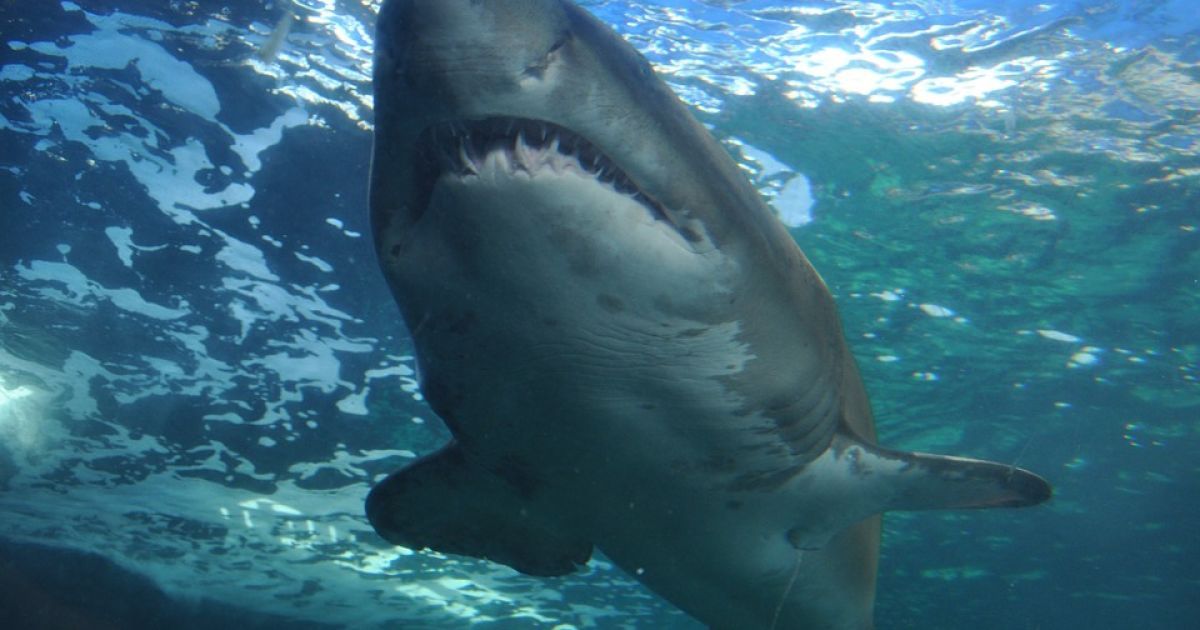 Shark bites man’s head off in Mexico