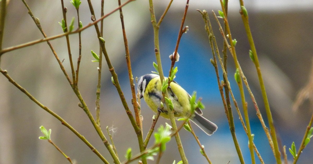 Весна в Україні