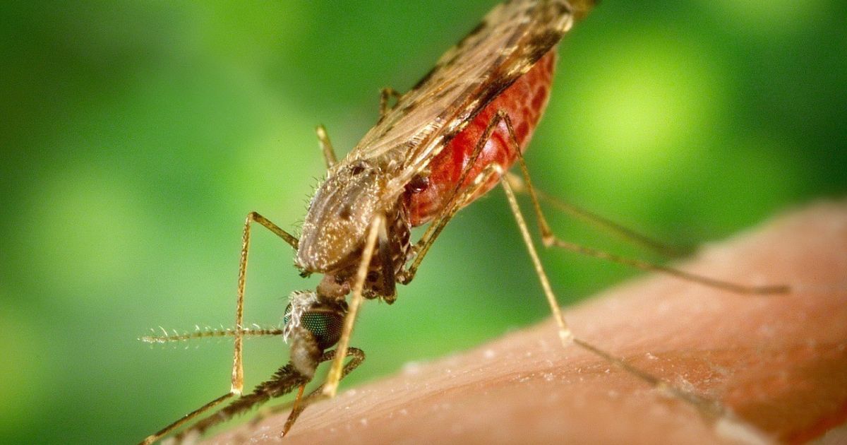 Малярия: где можа заразиться и как уберечься