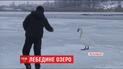 В Хмельницькому небайдужі намагаються врятувати від голоду та морозу зграю лебедів