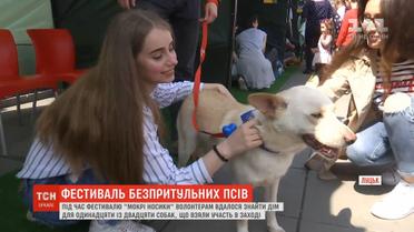 "Мокрі носики": у Луцьку вперше відбувся фестиваль безпритульних собак
