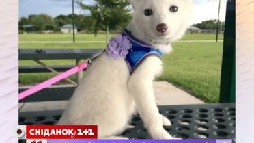 Белоснежный лисенок стал домашним животным
