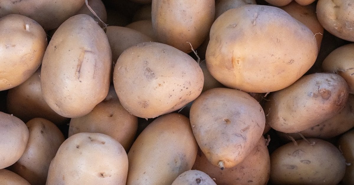 Як правильно підготувати картоплю до висаджування