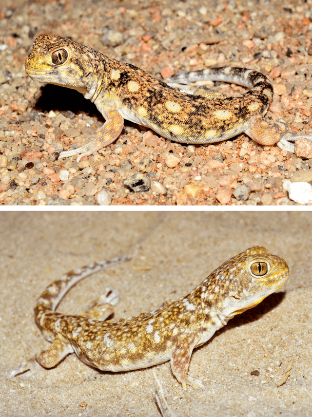 Гекони / © Scientific American