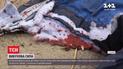 В Харькове мужчина попал в больницу из-за взрыва гранаты