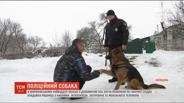 Поліцейський пес одночасно розкрив три крадіжки по гарячих слідах