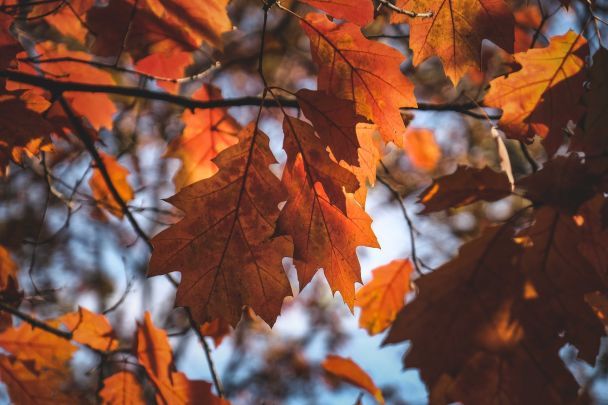 дуб, листя, осінь