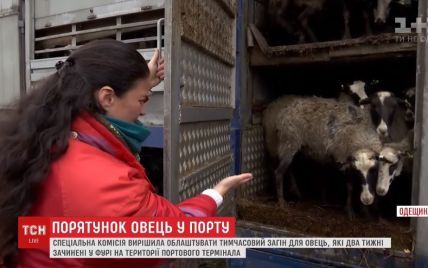 На Одесчине чиновники дали шанс отаре овец, которая медленно умирает от голода на территории порта