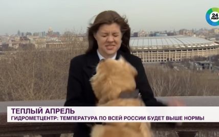 Собака украл микрофон в российской корреспондентки во время прямого эфира: видео распространяется в Сети