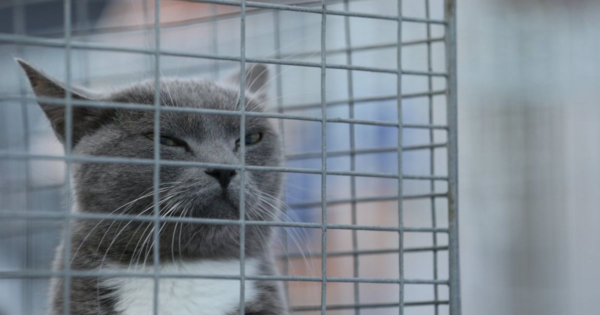 Для безпритульних тварин шукають господарів