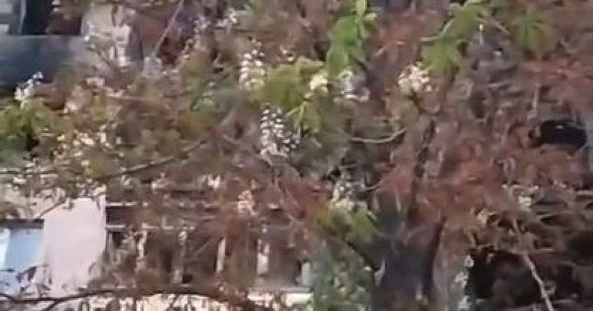 скриншот с видео