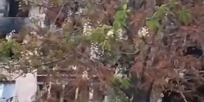 "В День Мариуполя случилось чудо, это хороший знак": в городе посреди осени расцвел каштан (видео)