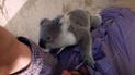 Коала обняла мужчину за грудь