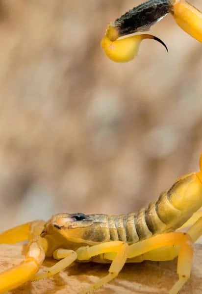:овтий середземноморський скорпіон