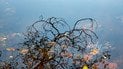 Жовте листя у воді