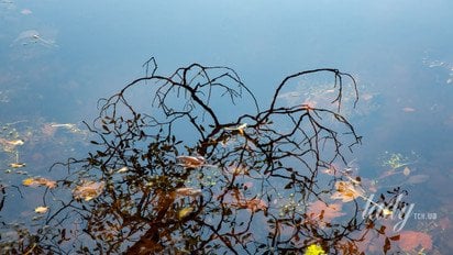 Жовте листя у воді