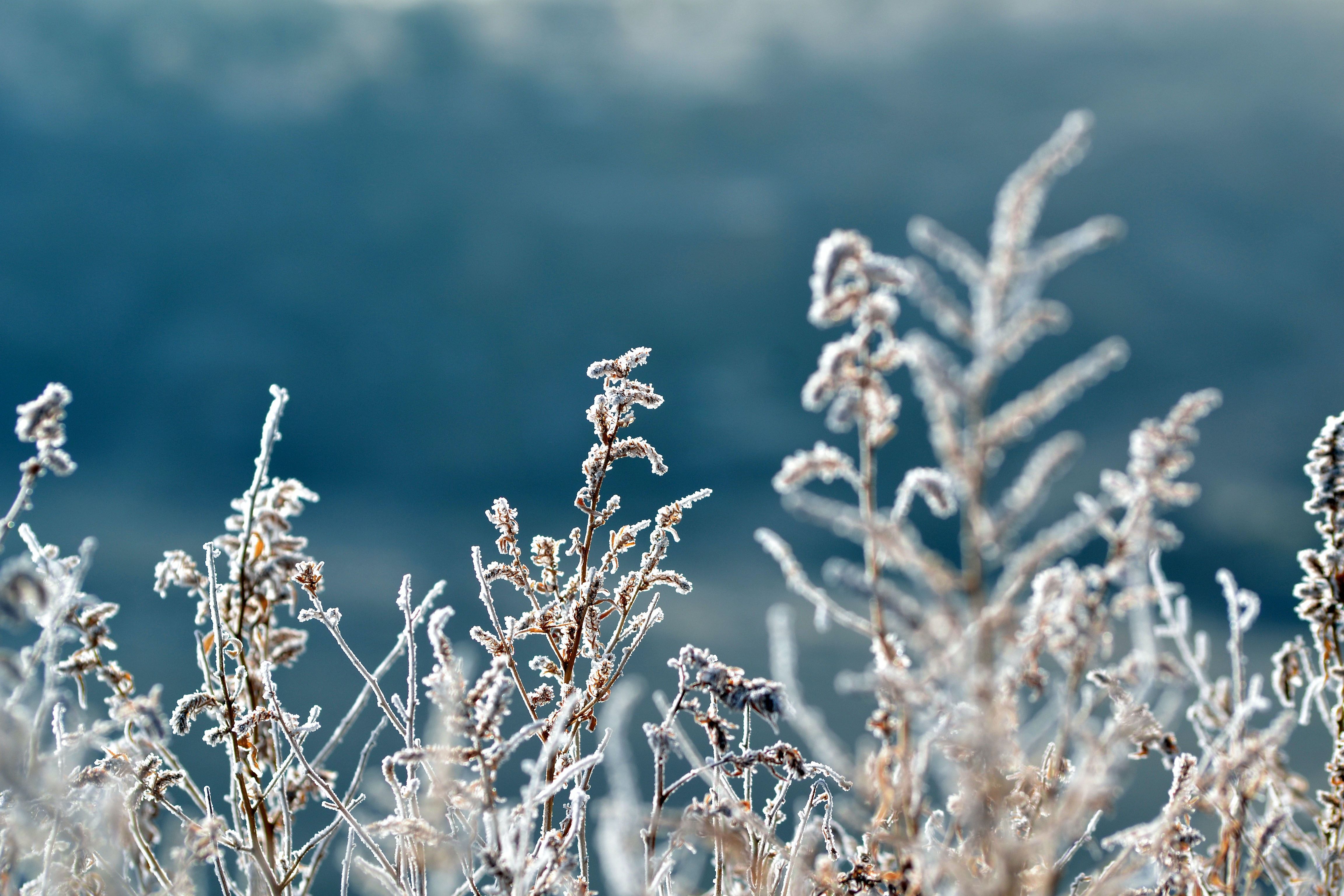 Якщо 21 листопада цілий день на деревах іній – буде снігопад / © Pexels