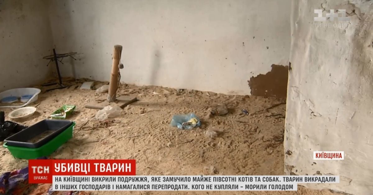 На Киевщине живодеры под видом зоозащитников обустроили "фабрику смерти" кошек и собак