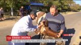 Поблизу села на Одещині, де зафіксували спалах сибірки, проводять масову вакцинацію худоби