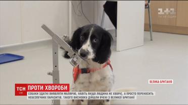 Британские ученые научили собак выявлять малярию