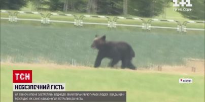 Новости мира: в Японии застрелили медведя, который ранил четырех человек