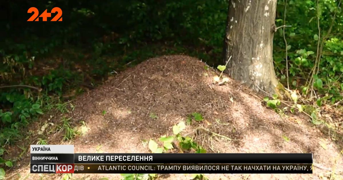 Муравьи против короедов: в Винницкой области испытывают новый метод борьбы с вредителями