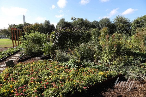 Що посадити у тіні: три рослини, які добре ростуть без сонця і прикрасять сад