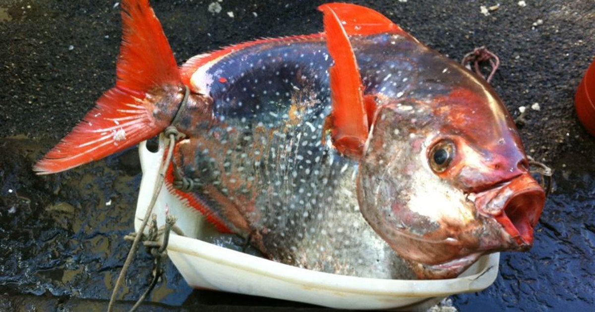 Місячна риба